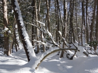 73812 - A lovely Sunday afternoon walk with Beth at the George Langman Sanctuary   Each New Day A Miracle  [  Understanding the Bible   |   Poetry   |   Story  ]- by Pete Rhebergen